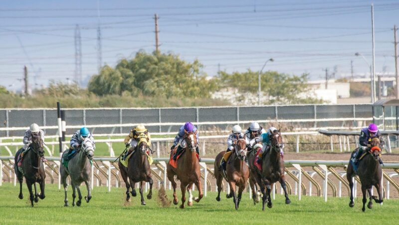 english greyhound derby 2026, towcester greyhound racing, greyhound derby june 2026, towcester race track events, greyhound racing tickets towcester, british greyhound races 2026, greyhound derby final event, towcester racecourse derby, greyhound racing news uk, 2026 british greyhound competition
